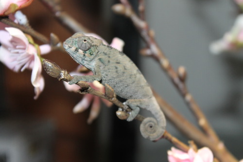 The cherry blossoms are blooming and a tiny adult photos