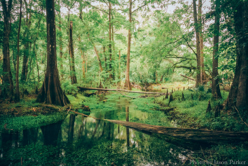 satakentia:Jitterbug Spring, Florida |x,x,x| by Jason Parker