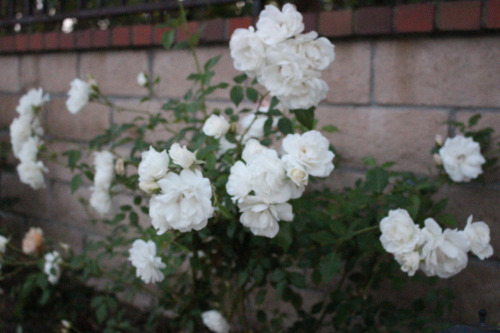 paleception:  hvllucinvtion:  paleception:  online garden here  you’re plantastic   cute lil plant blog coming through