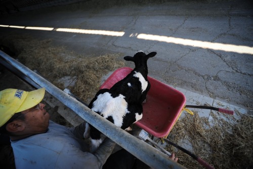 How the Dairy Industry Has Unnaturally Altered the Life of Cows