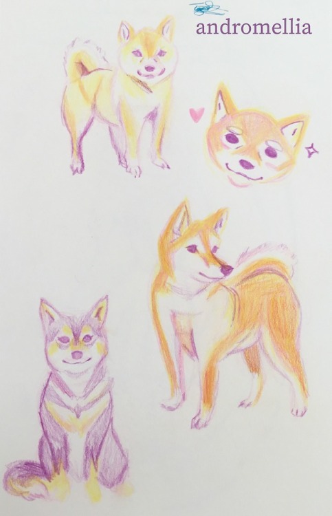 Learning how to draw dogs