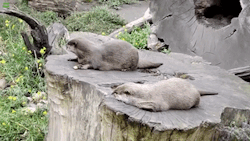 colkin46: sixpenceee:  Otters are often observed - both in the wild and inside the enclosures of zoos - playing and juggling with stones and pebbles. No one knows exactly why otters do this — but it’s completely mesmerizing  God I love these guys