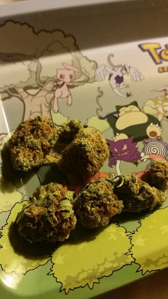 danktaco:  Picked up a new tray and some killer bud. Mainly wanted to show off the