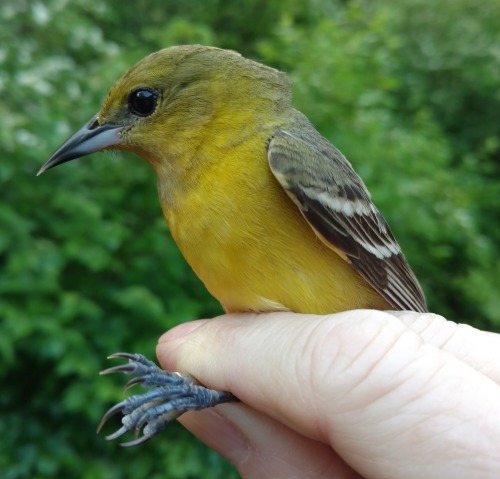 Some stunning examples of sexual dimorphism from the banding station.Male and female Baltimore Oriol