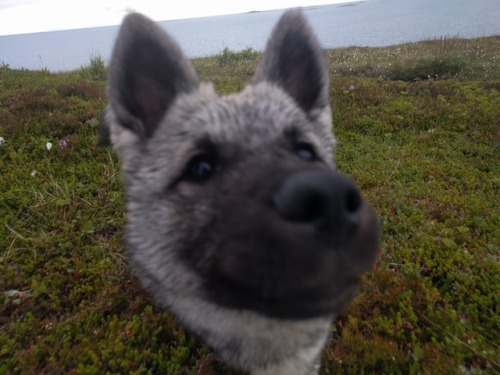 endless-puppies:Meet Balder, the six month old Norwegian Elkhound