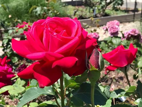 Era sbocciata la rosa alla luce del mattino, così rossa di tenero sangue che la rugiada si scostava;