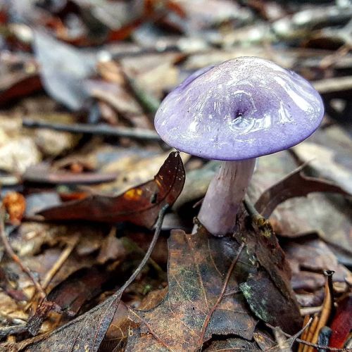 PREPARE FOR MUSHROOM EDUCATION!!!!!!!