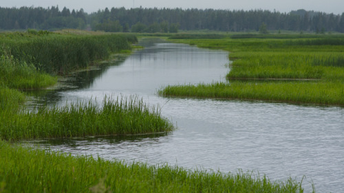 mostlythemarsh: Greens of Summers