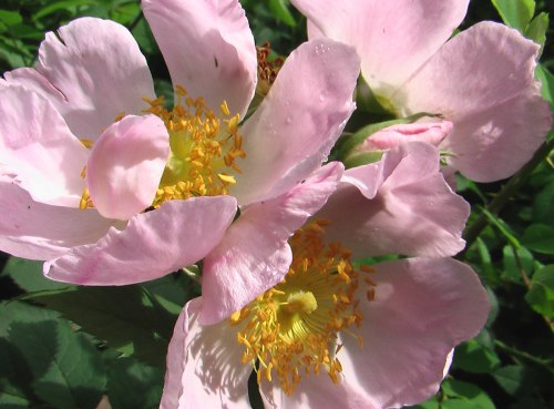 morigrrl:     Wild Rugosa Rose 
