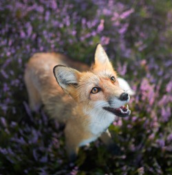 beautiful-wildlife:  Fox by Iza Lyso 