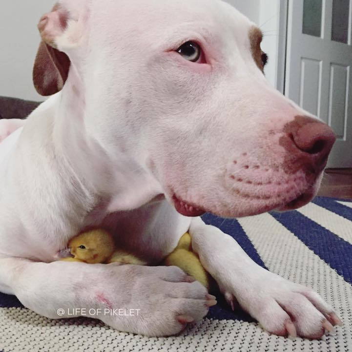 mymodernmet:  Dog Brothers Instantly Bond with and Protect Their Duckling Family