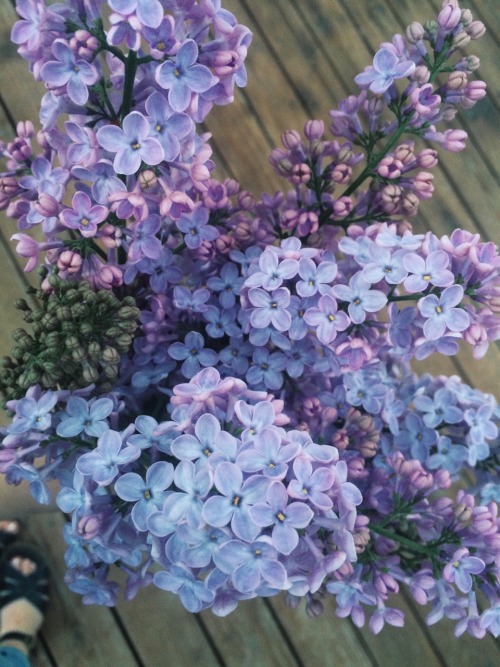 wethinkwedream:i love lilacs so dang much oh my gosh i cant wait