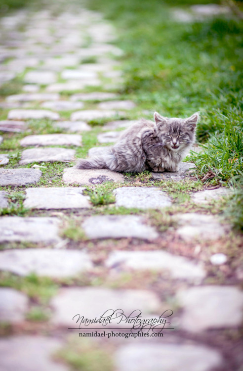 silvaris: Petit chat des rues 2 by Cécile MARTIN