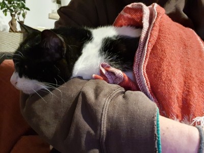 oarfjsh:swaddled. scritched. unaware of geopolitics.  Can confirm, geopolitics do not bother cats.