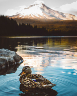 Lensblr-Network:  Trillium Lake. By Nicholas Peter Wilson Photo By Nicholas Peter