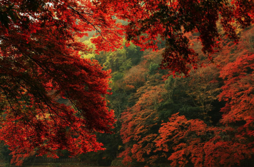 l3link182:» Autumn