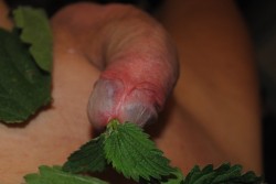 My nettle stuffing.More fun pictures with