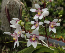 orchid-a-day:  Sarcochilus fitzgeraldiiSyn.: