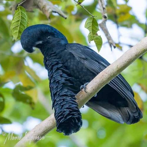 ask-hopemercury:what-makes-me-anna:gallusrostromegalus:ridiculousbirdfaces:Long-wattled Umbrellabird