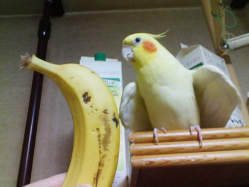 becausebirds:senseislouch:fat-little-dinos:honpun:I KNEW IT!!! Lutino tiels are actually bananas!ban