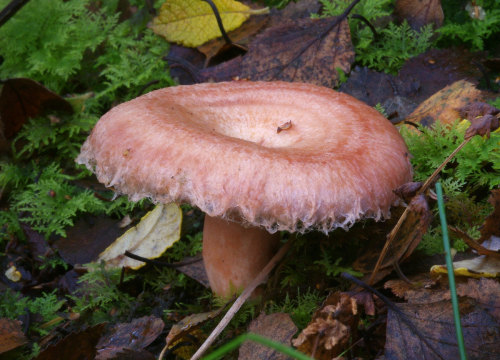 Wooly Milkcap:There are several species of milkcap with a shaggy, wooly cap edge. This one is pretty