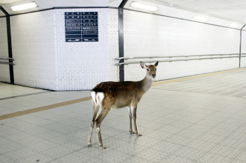 abcd-epik: my encounter with a lost deer in an underground passageway , Nara - Japan. by firreflly