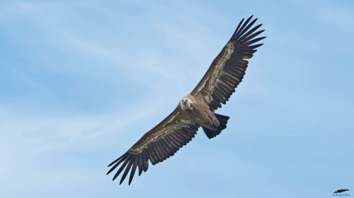 Griffon Vulture - Grifo (Gyps fulvus)Figueira de Castelo Rodrigo-Freixo de Espada à Cinta/Portugal (