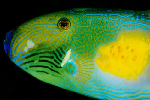 Six-Spined Leatherjacket by Klaus Stiefel