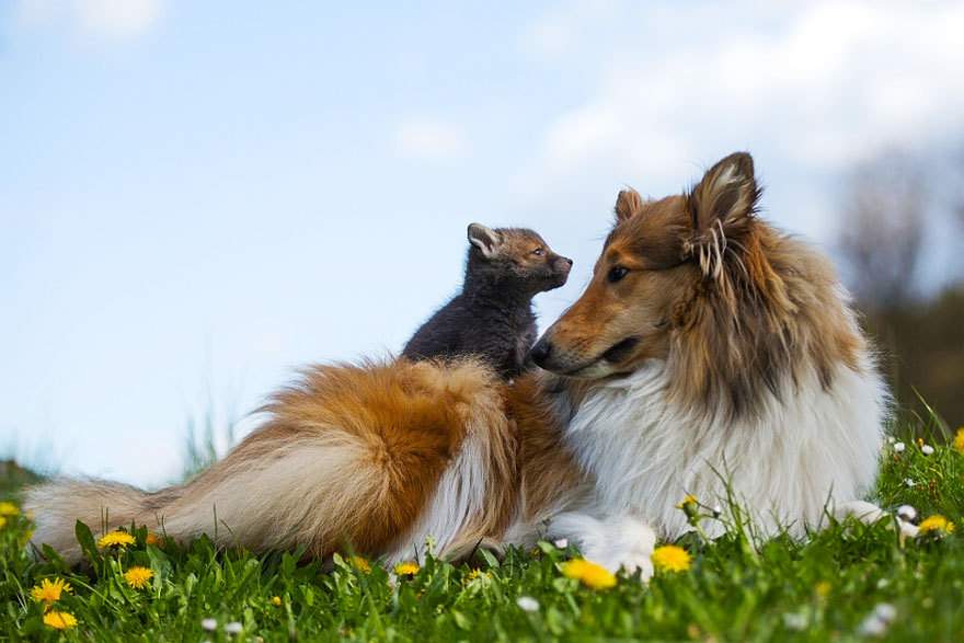 baskingsunflower:  sistahmamaqueen:  awesome-picz:    Dog Adopts A Baby Fox After