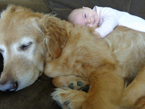 housewifesecrets:  johnnybee:  This made me mist up a little. Big pups being friends to human kids.  Those are their people too