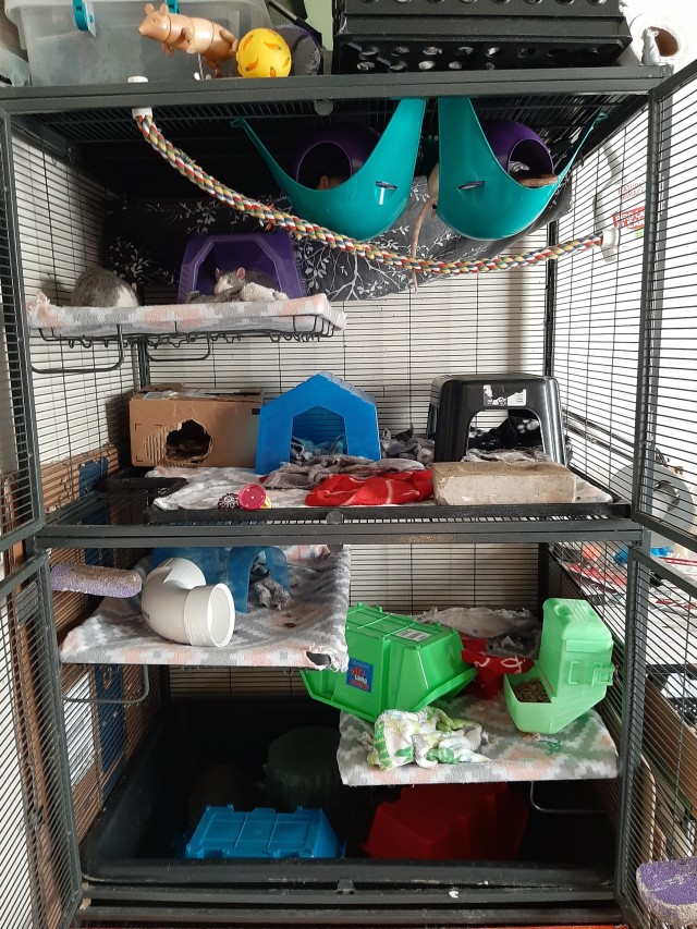 cheap rat cages near me