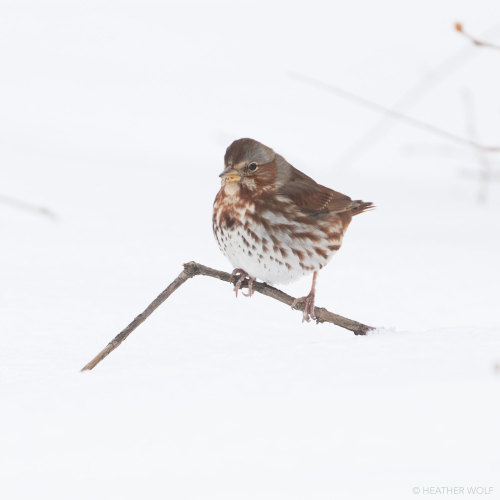 Fox Sparrow in snowBrooklyn Bridge ParkPier 3 uplands