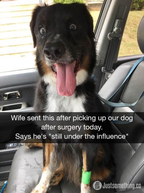 animalsnaps