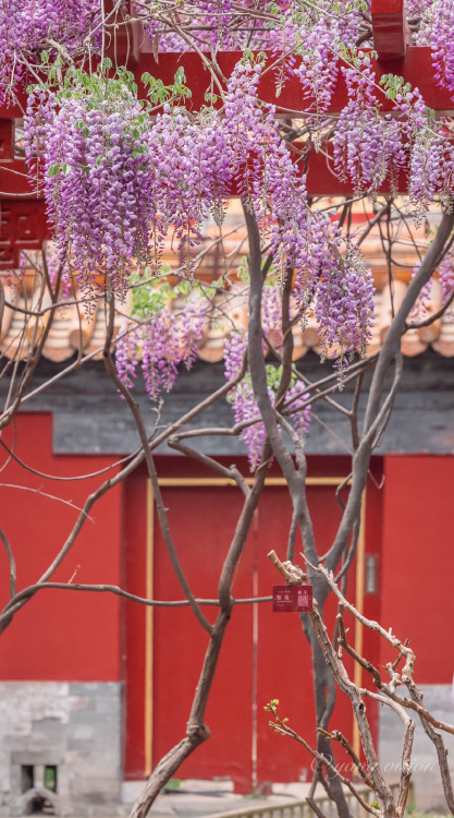 fuckyeahchinesegarden:wisteria blossoms in summer palace by 视觉影像杨