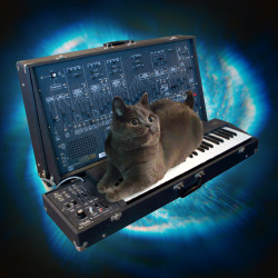 CATS ON SYNTHESIZERS IN SPACE