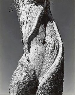 T-Annhauser:  Edward Weston, Pine, Lake Tenaya, Yosemite National Park, 1937