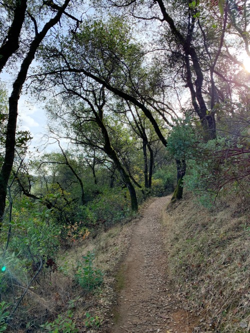 This is what mid winter in Gold Country looks like. Trees are starting to get their leaves back, ber