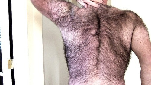 bearevans:  Male plumage by Bayouoso2 http://flic.kr/p/eg7nbi  ARGH !