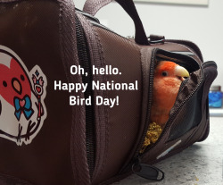 Becausebirds:  Happy National Bird Day!