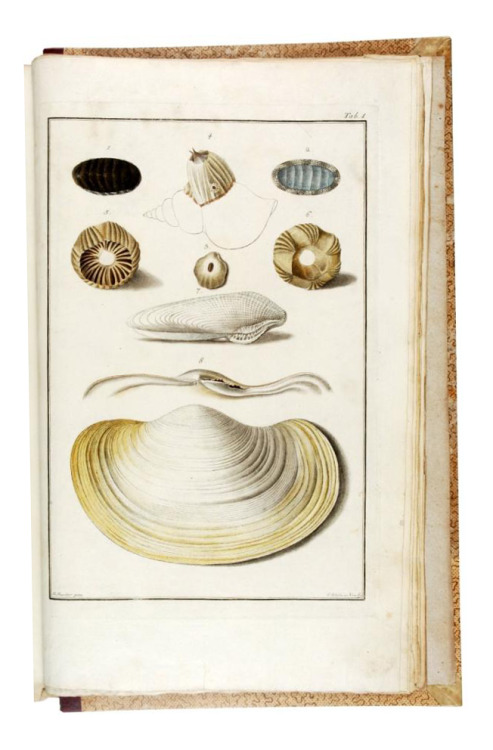 Shells in the imperial collection in Vienna, “Testacea Musei Caesarei Vindobonensis”,1780. Engraved 