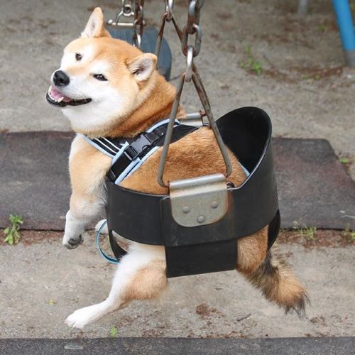 Say Hello to Uni, Perhaps the Happiest Shiba Inu in All of Japan Who Loves Playground Equipment