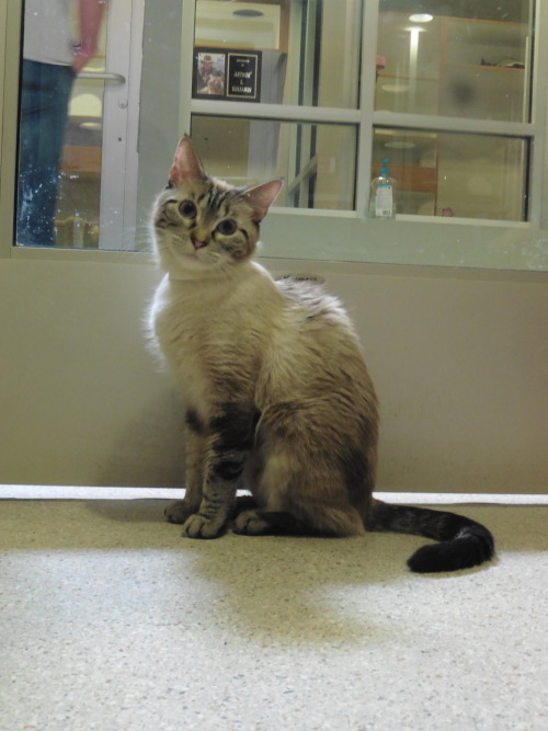 butwilltherebekitties: some kittehs I visited a while back at the Humane Society