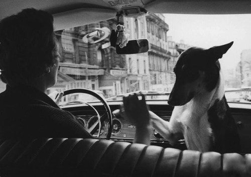 leforetenchante:Woman Taxi Driver with her Dog, Paris 1963 by Alfred Eisenstaedt.