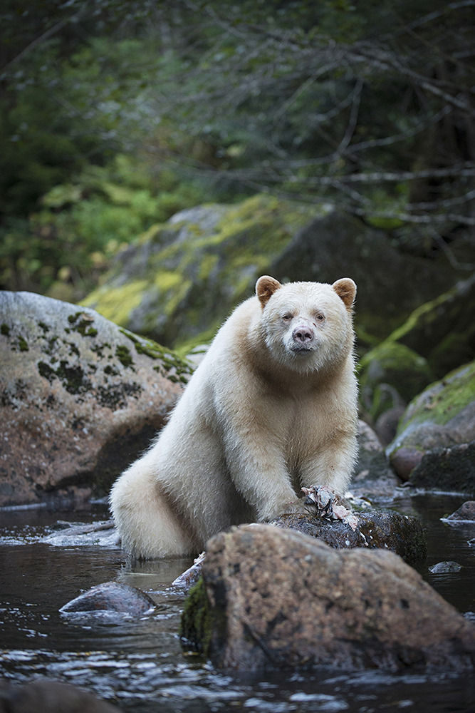 fuck-yeah-bears:  funkysafari:  A Kermode bear (a.k.a. spirit bear), a subspecies
