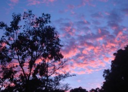 ki-omws-efuges:Sky, flowers, nature.🌷