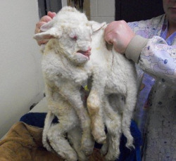 smuthaus:  Conjoined Twin Lamb