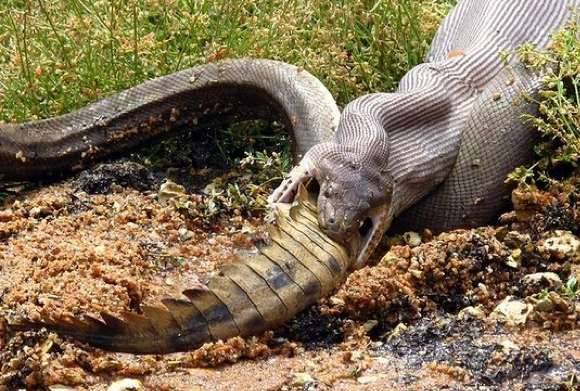 Giant snake eats crocodile