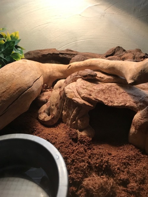 sentient-linguine: When your snaughter is out sploopin’ and you just wanna smother her in love
