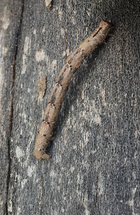 An inchworm (geometer moth larva) I saw yesterday. I’ve mostly seen the smaller, bright green ones w