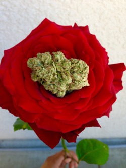 hiwazowskiadventures:  Happy Valentines Day Maryjane 🌹🌳🌹🌳🌹🌳🌹🌳🌹🌳🌹